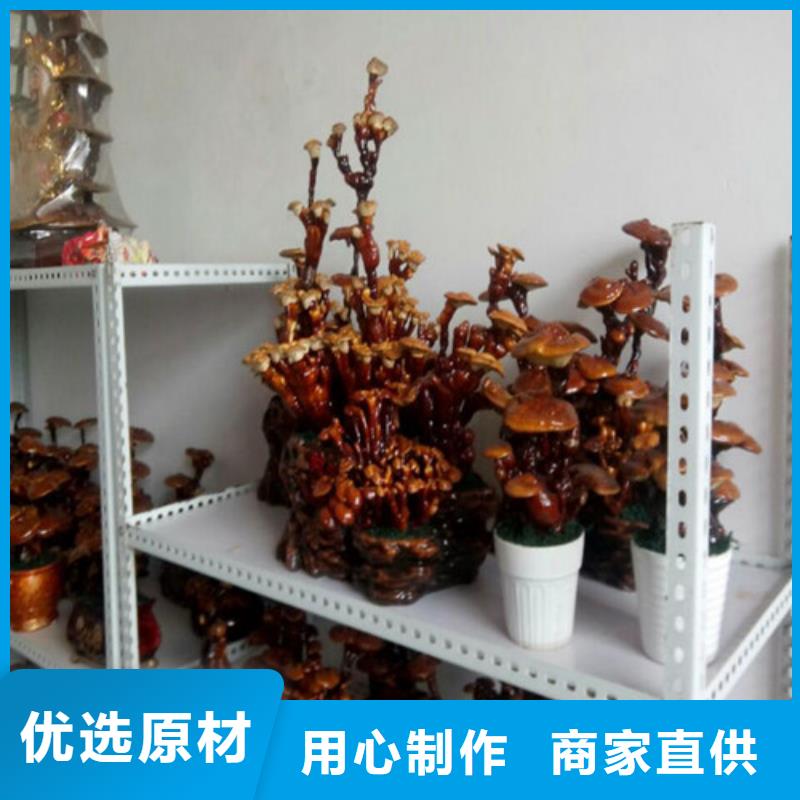 灵芝超微粉厂家价格低