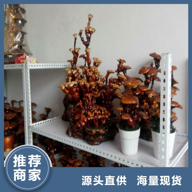 |伊犁|克拉玛依云海灵芝孢子粉,【灵芝】细节决定成败