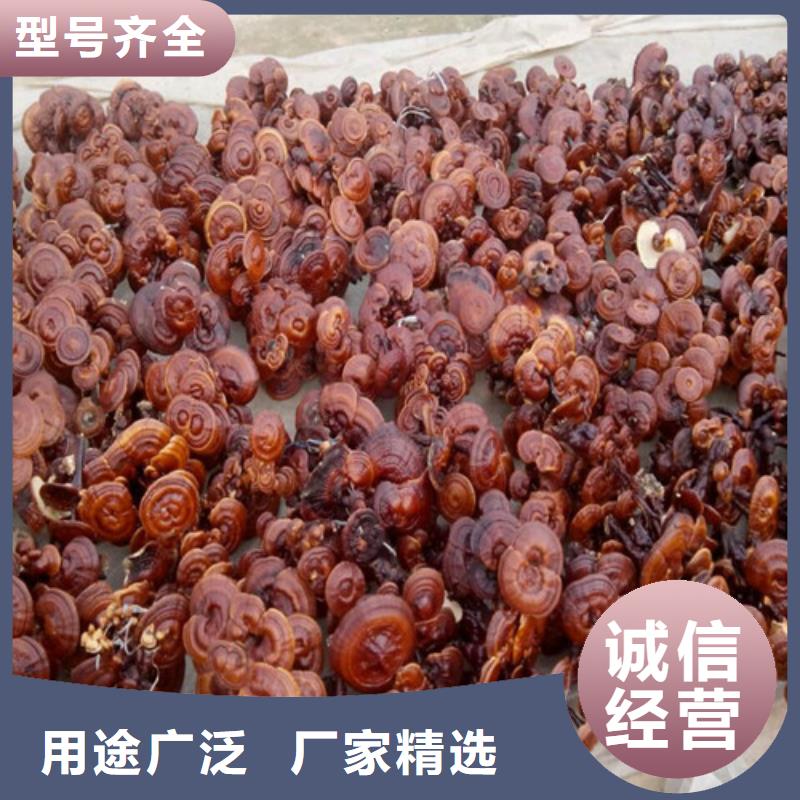 值得信赖的灵芝超细粉