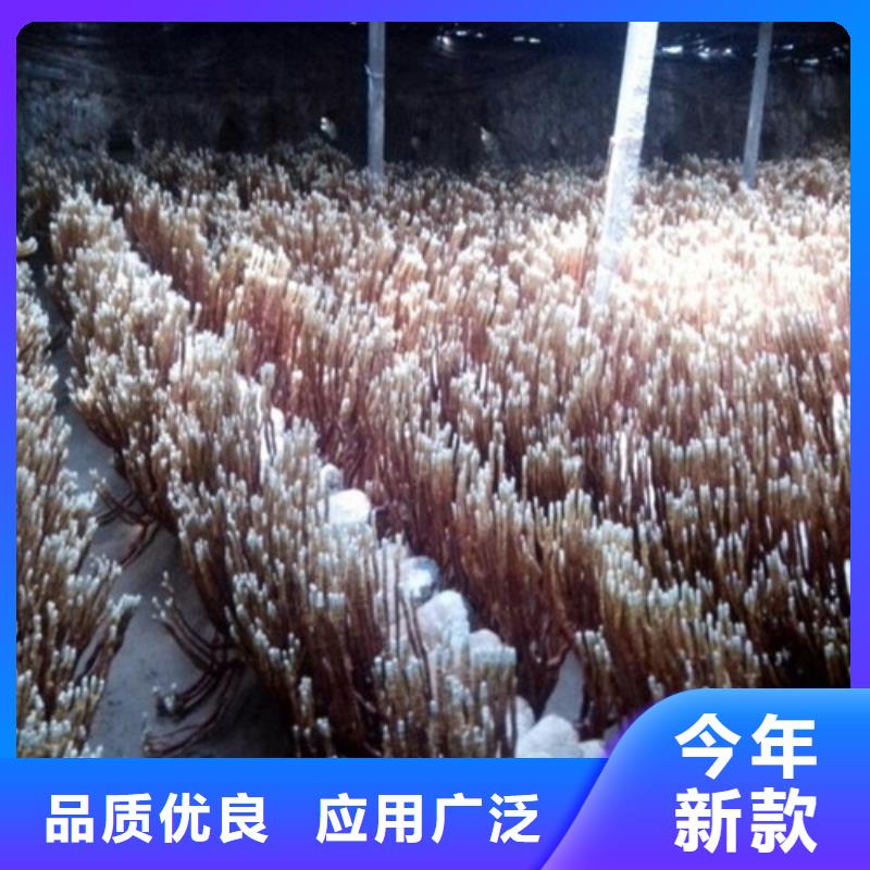 定做
灵芝超细粉的经销商