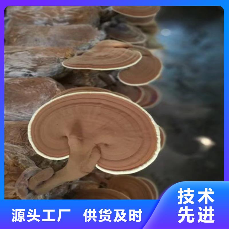 选灵芝片-实体厂家可定制