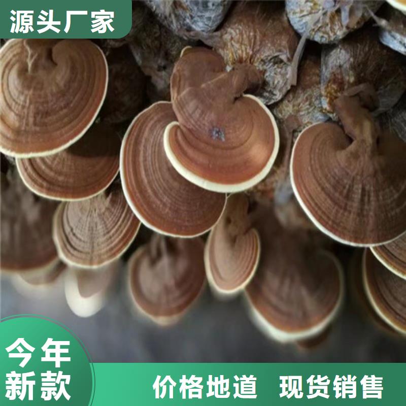破壁灵芝孢子粉-破壁灵芝孢子粉厂家直发