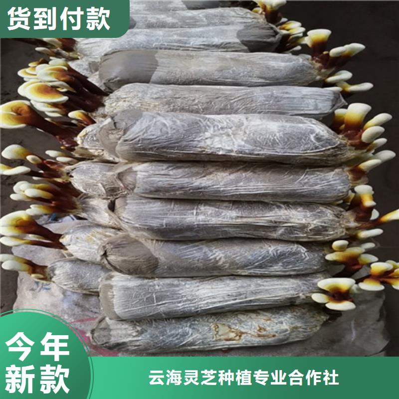 
灵芝粉有资质