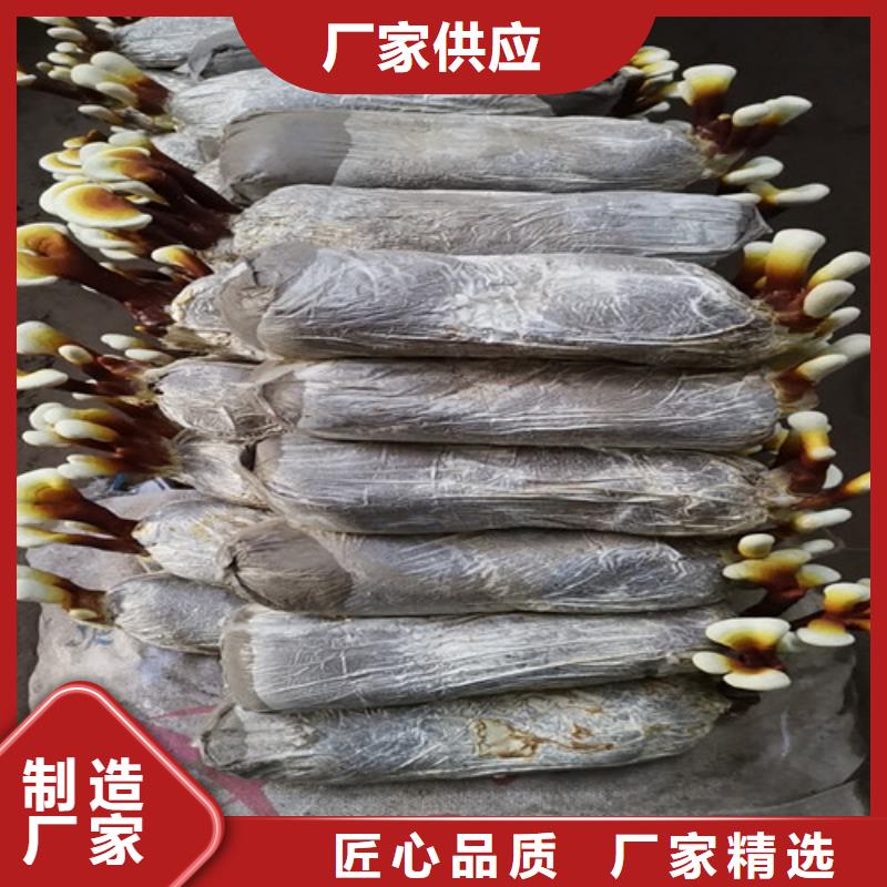 
灵芝超细粉厂价批发