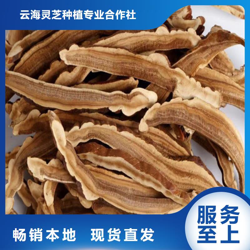 椴木灵芝优品