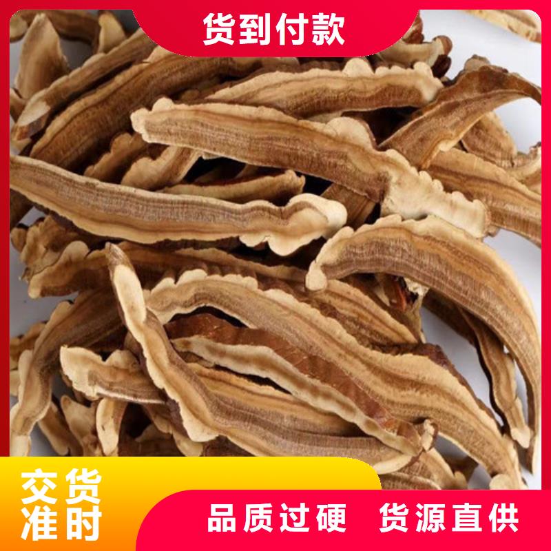 灵芝孢子粉现货满足大量采购-云海灵芝种植专业社(绍兴市分公司)
