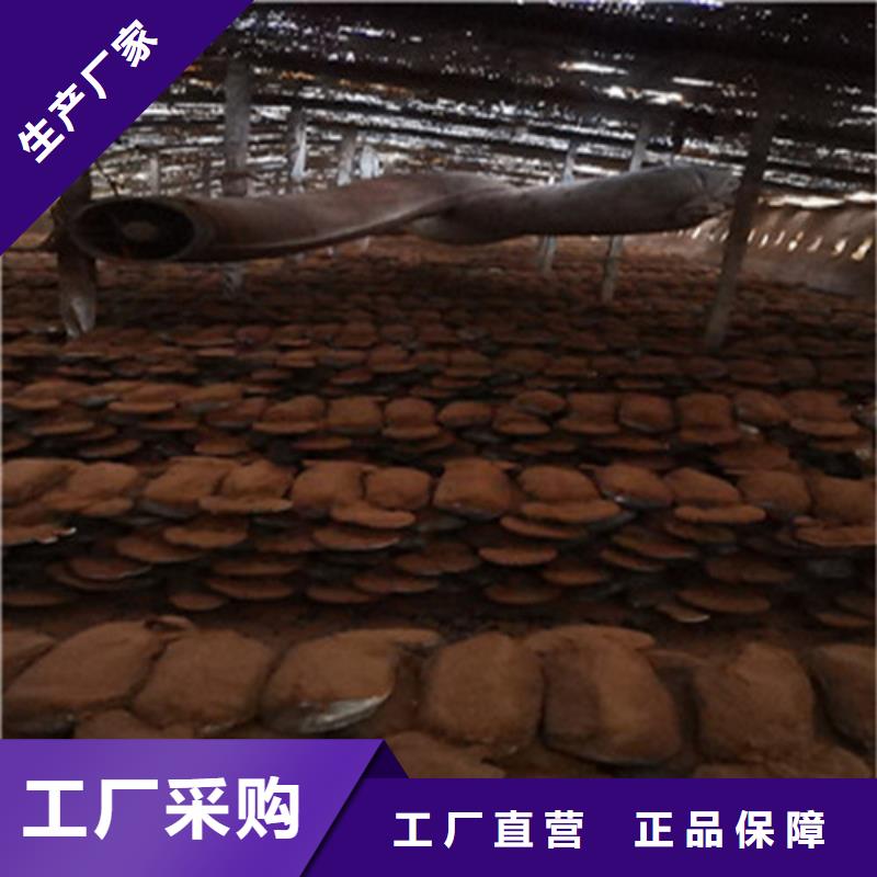 灵芝超微粉-点击了解更多