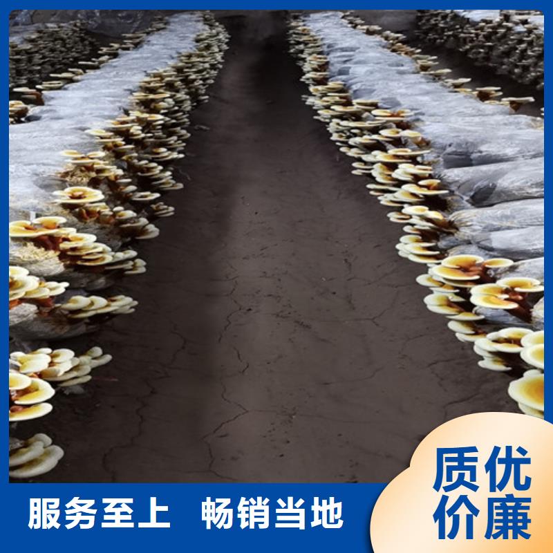 发货速度快的
灵芝超细粉销售厂家