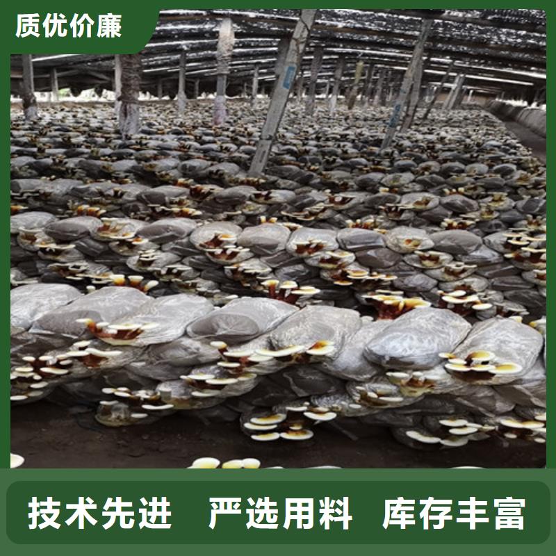 赤灵芝厂家_规格齐全