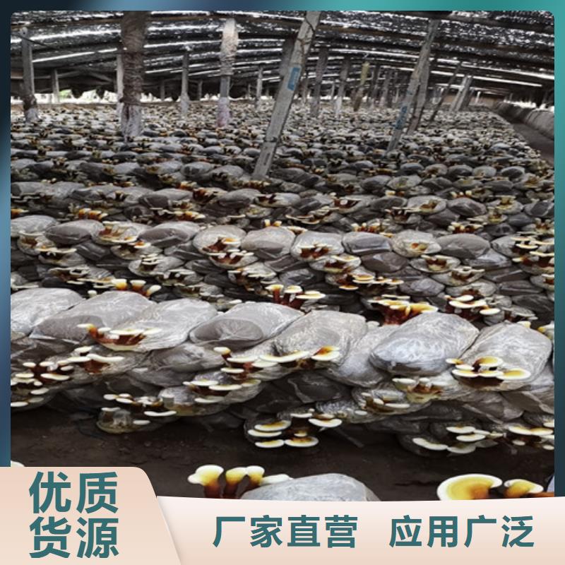 破壁灵芝粉正规厂家