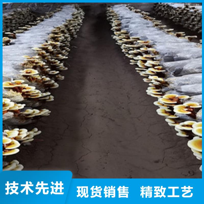 灵芝粉厂商