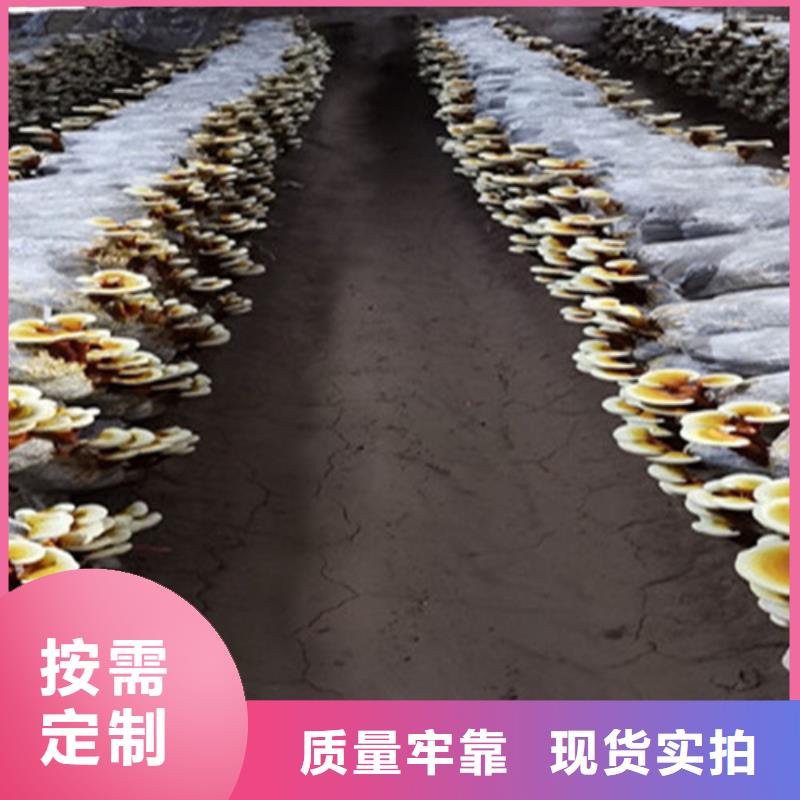 灵芝超细粉厂家图片