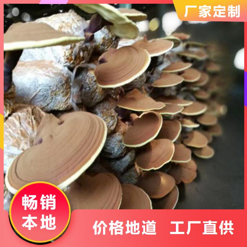 优质的
灵芝孢子粉认准云海灵芝种植专业合作社