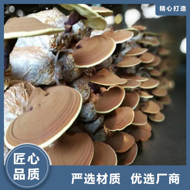 |伊犁|克拉玛依云海灵芝孢子粉,【灵芝】细节决定成败