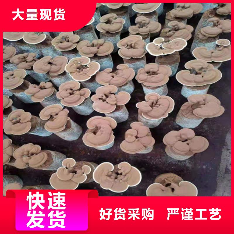 煲汤灵芝现货采购