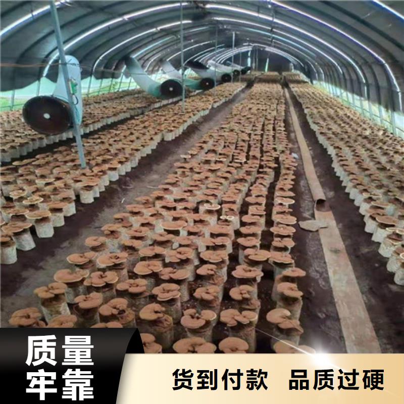 灵芝超微粉-灵芝超微粉厂家批发