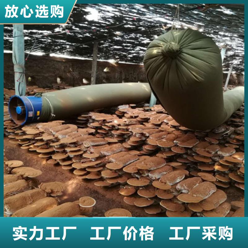 灵芝超细粉质量保证