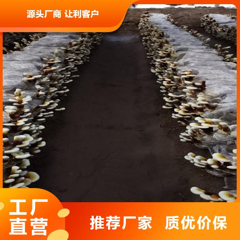 灵芝供货商