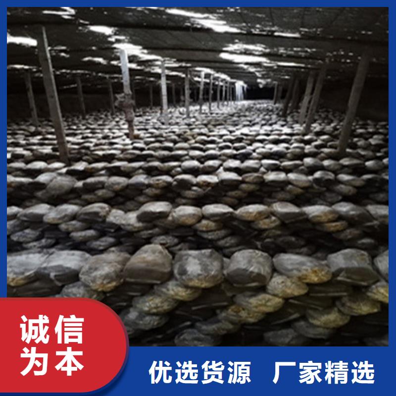 湿灵芝厂家直供