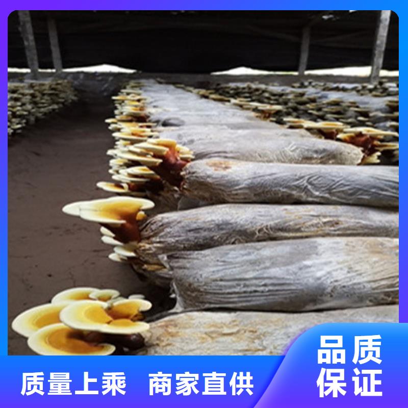 灵芝粉厂商