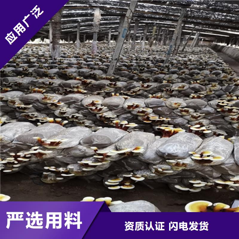 
灵芝粉
厂家供应价格