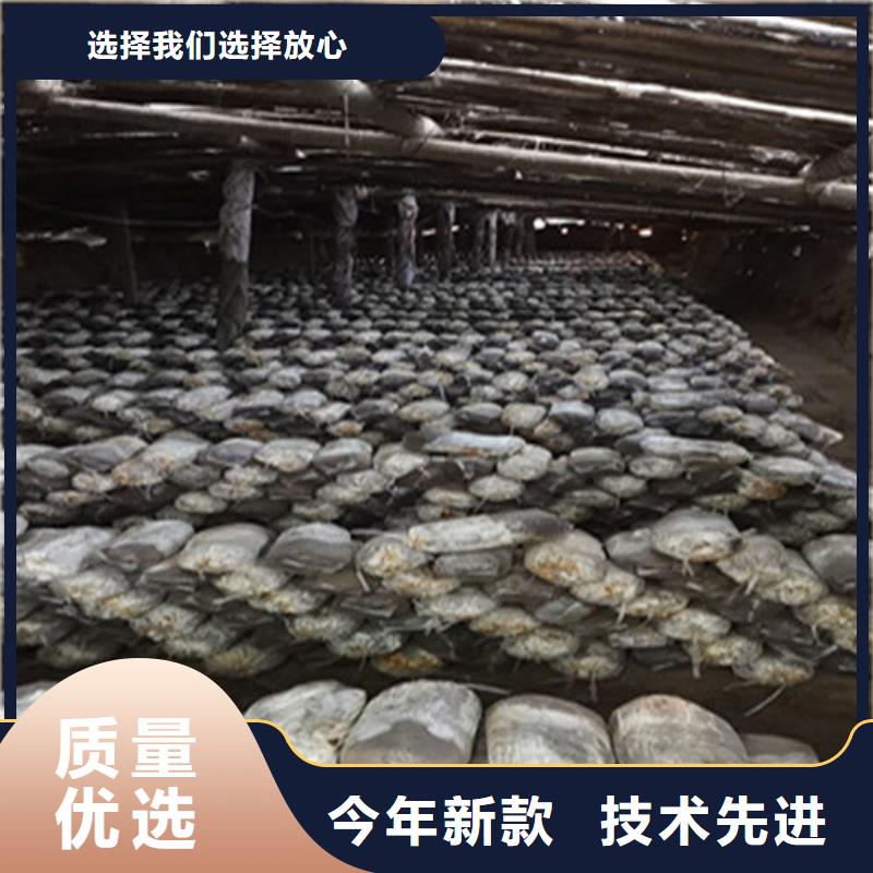 
灵芝粉-高品质低价格