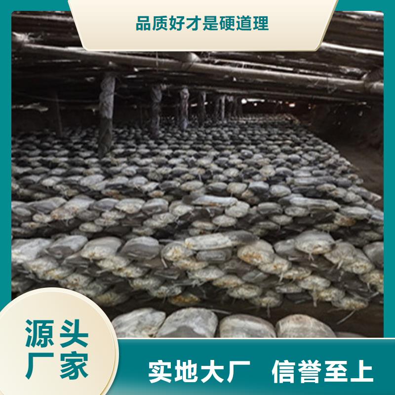 选灵芝片-实体厂家可定制