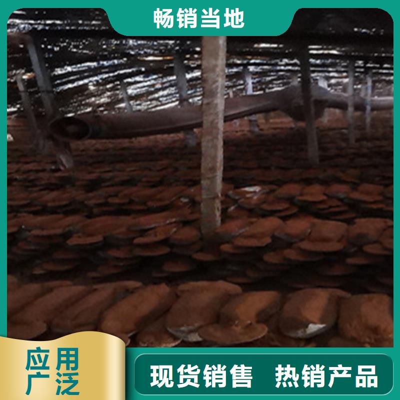 优质的
灵芝孢子粉认准云海灵芝种植专业合作社