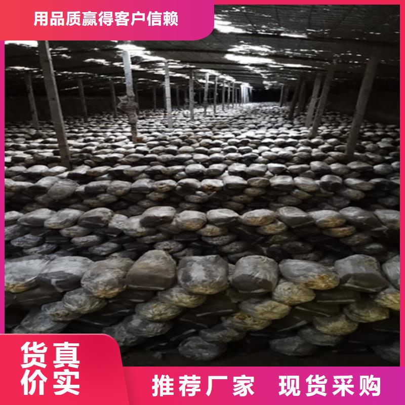 灵芝超细粉|品质好的灵芝超细粉厂家