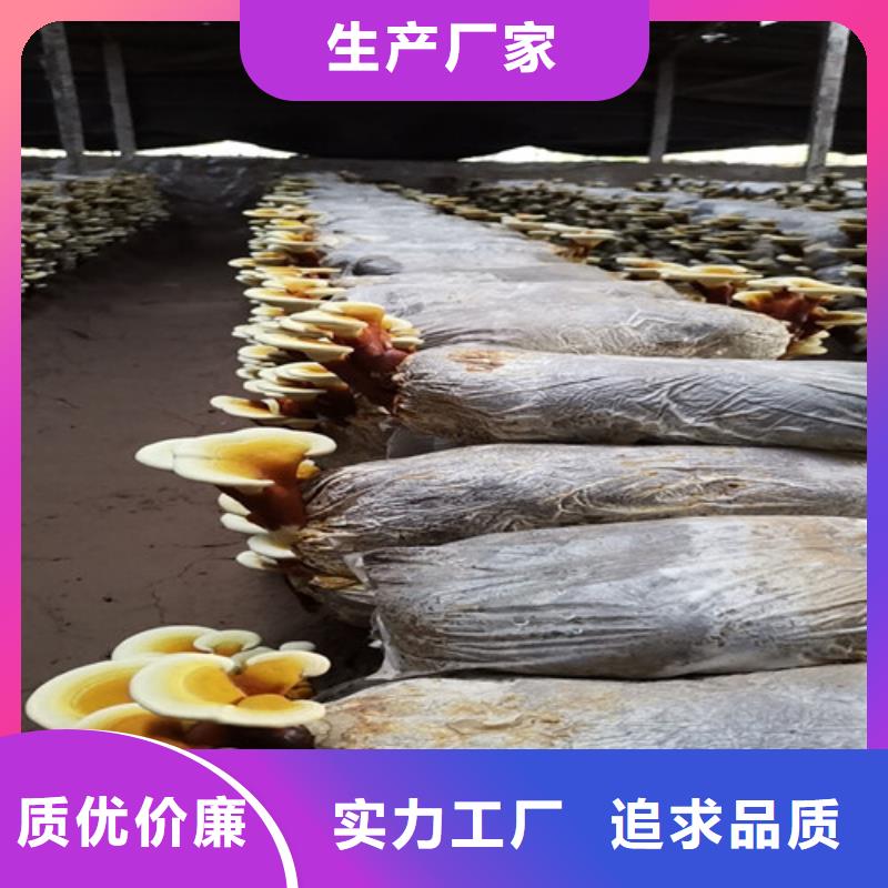 可定制的灵芝白牙品牌厂家