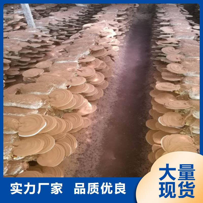 灵芝孢子粉厂家直供灵芝孢子粉价格