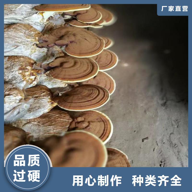 灵芝孢子粉个性化定制