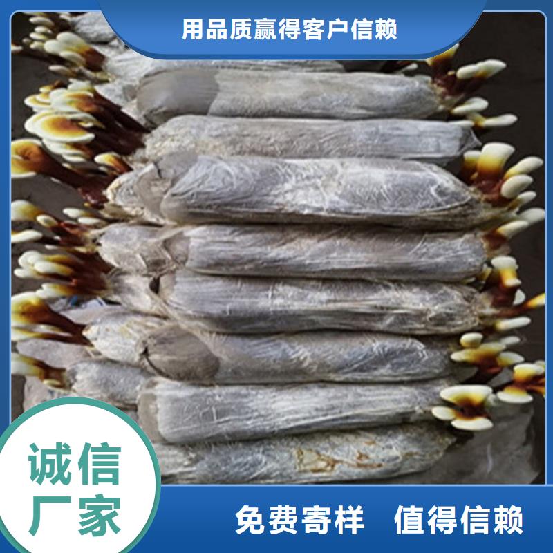 【 灵芝孢子粉,灵芝菌种厂家直销放心】