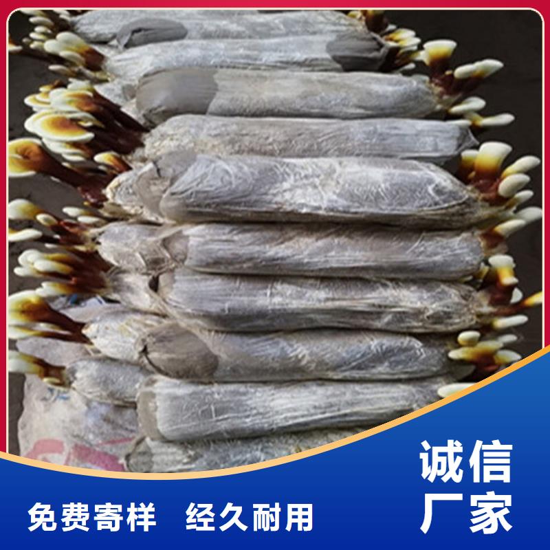孢子灵芝有优惠