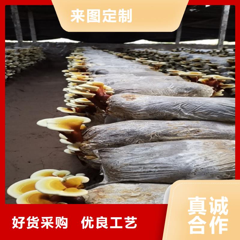 
灵芝超细粉-
灵芝超细粉优质