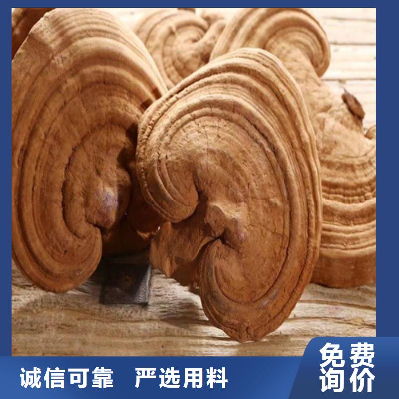 定做
灵芝超细粉的经销商