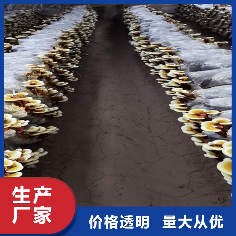 热销：
灵芝粉
厂家