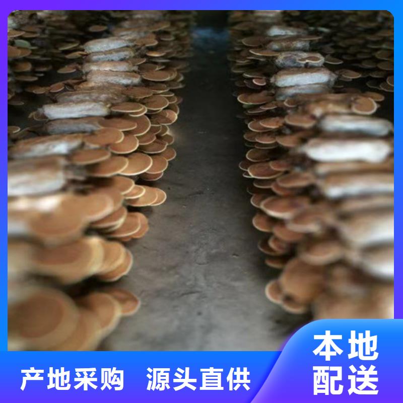 破壁灵芝粉正规厂家