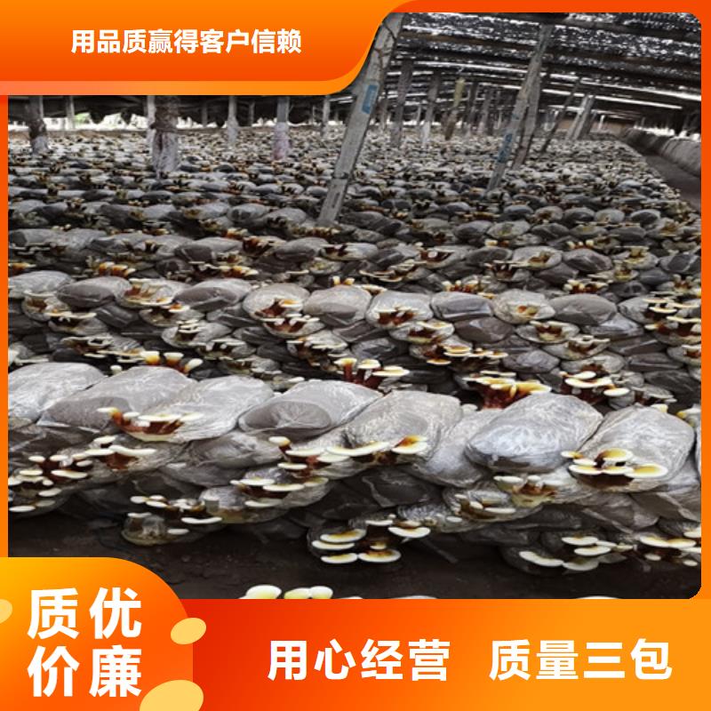规模大的灵芝超细粉厂家