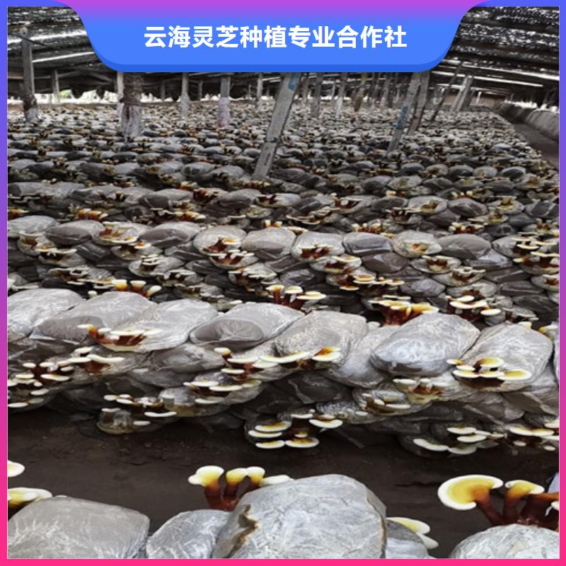 生产灵芝超微粉_诚信企业