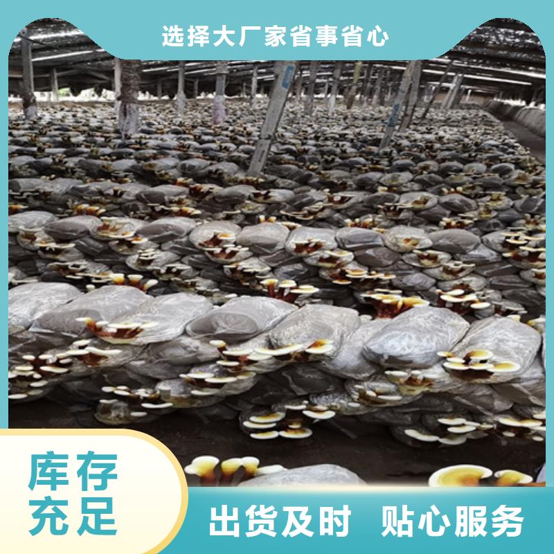 【灵芝孢子粉】 灵芝当地货源
