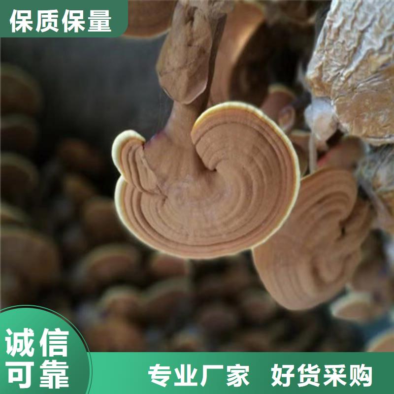 欢迎访问-
灵芝超细粉