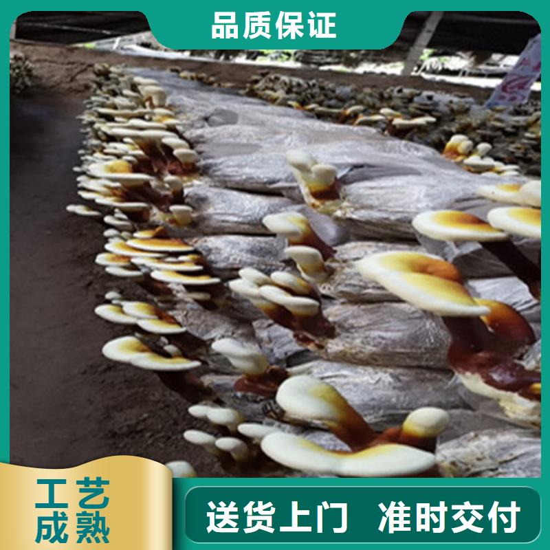 灵芝孢子现货促销