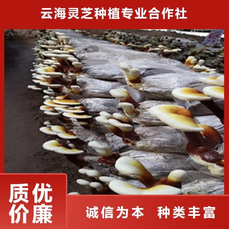 规模大的灵芝超细粉厂家