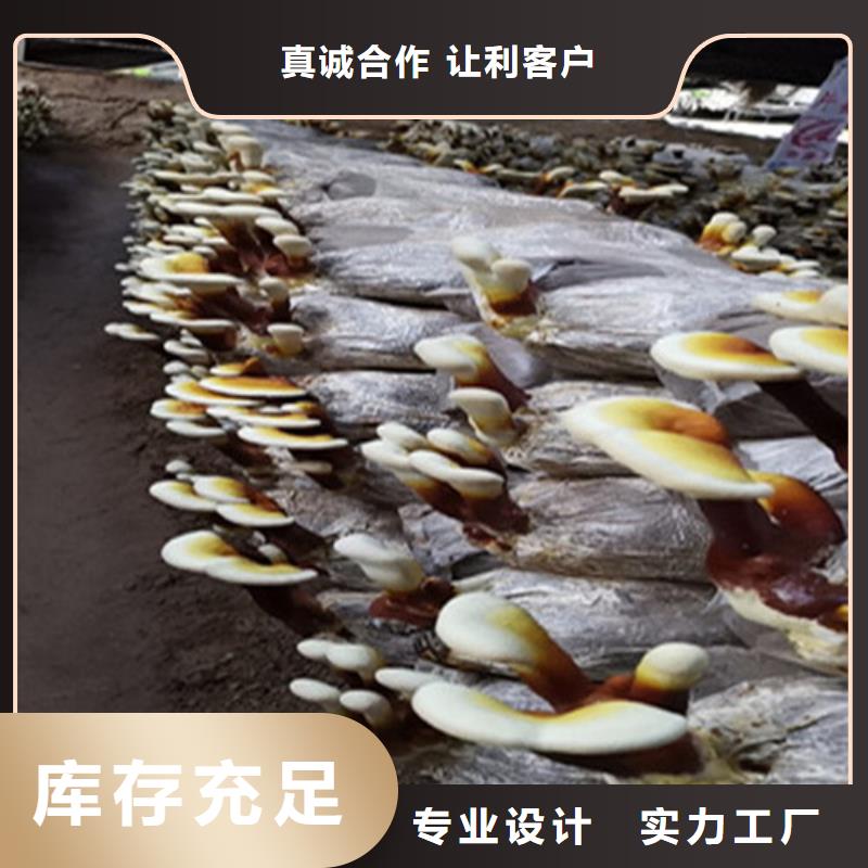 生产灵芝切片的销售厂家