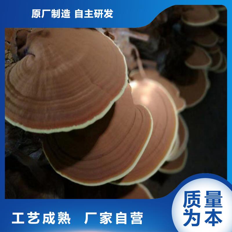 关于孢子灵芝粉的小知识