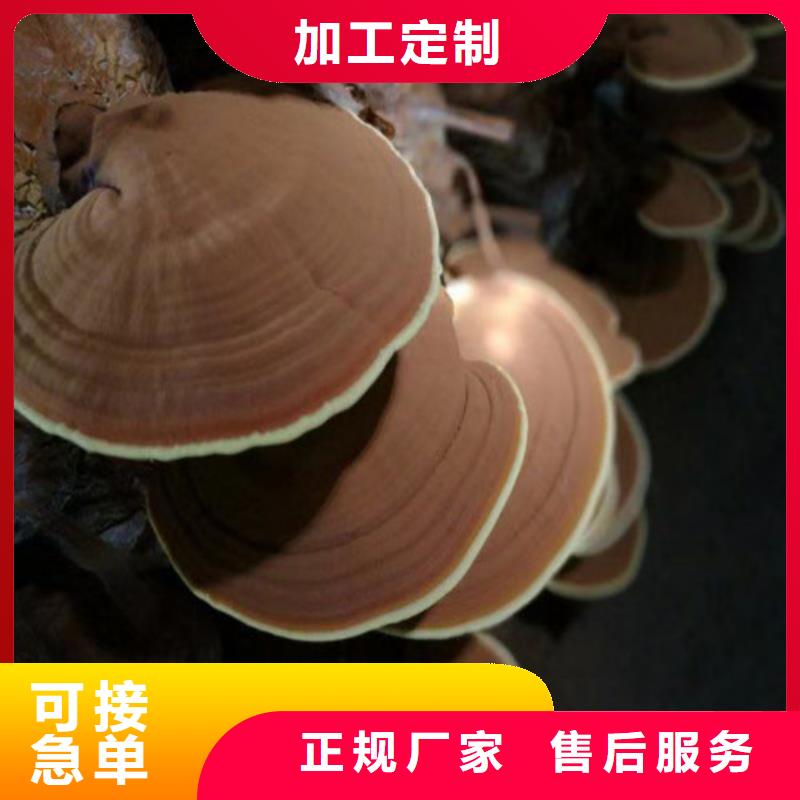 灵芝孢子产品案例