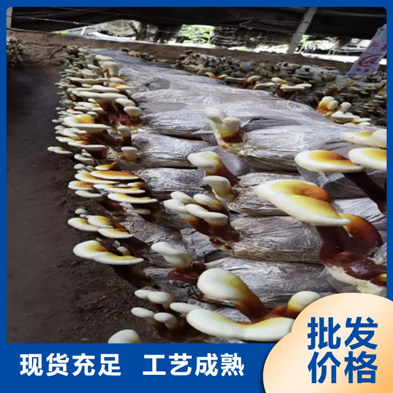 
孢子灵芝加工效果好