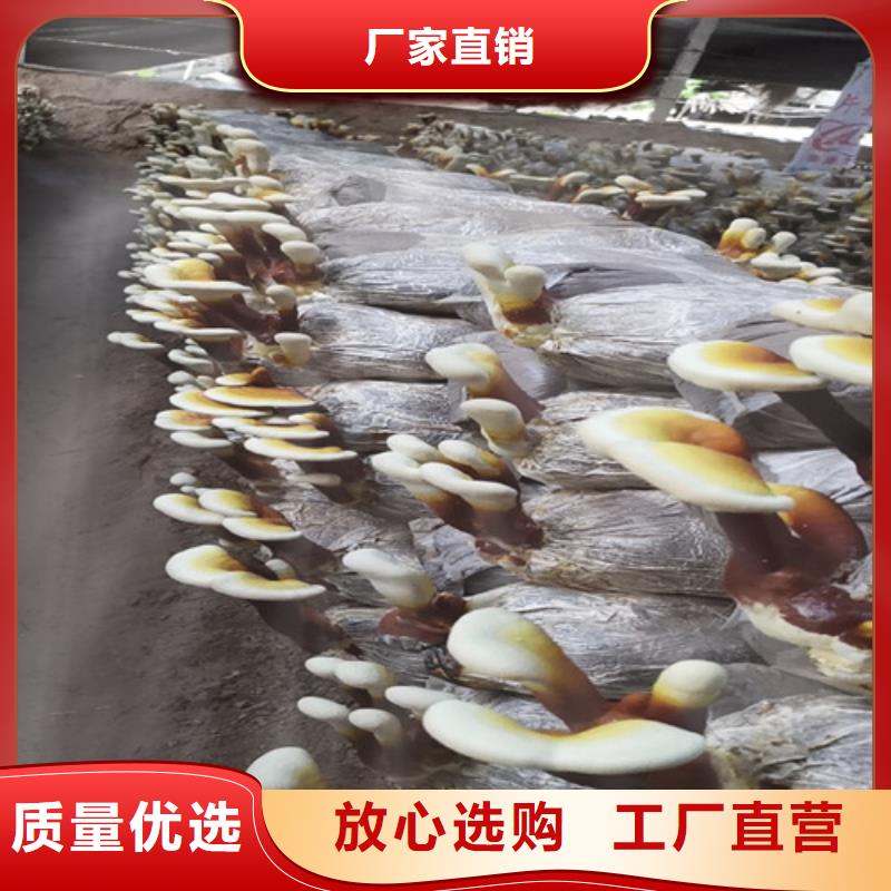 |伊犁|克拉玛依云海灵芝孢子粉,【灵芝】细节决定成败