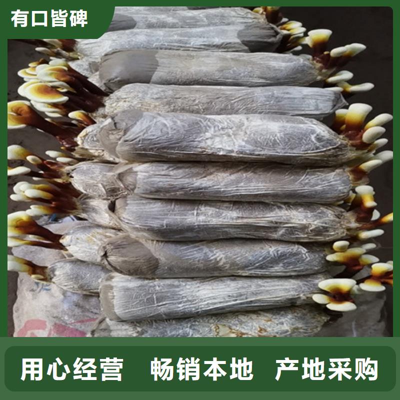 灵芝超微粉-点击了解更多
